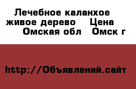 Лечебное каланхое ( живое дерево) › Цена ­ 250 - Омская обл., Омск г.  »    